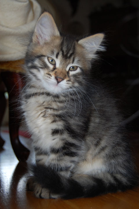 sibirisk kattunge