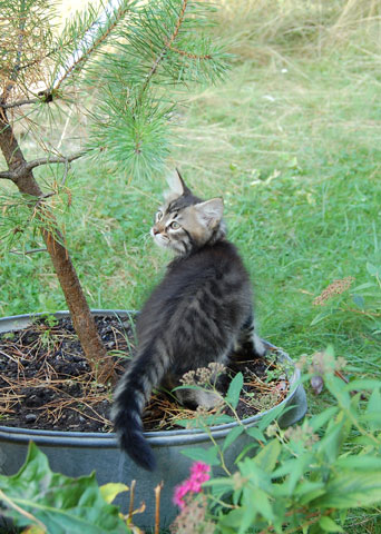 sibirisk kattunge