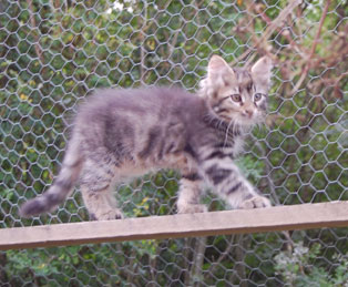 sibirisk kattunge