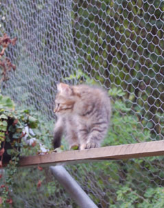 sibirisk kattunge