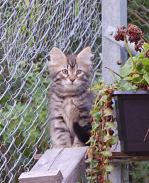 sibirisk kattunge