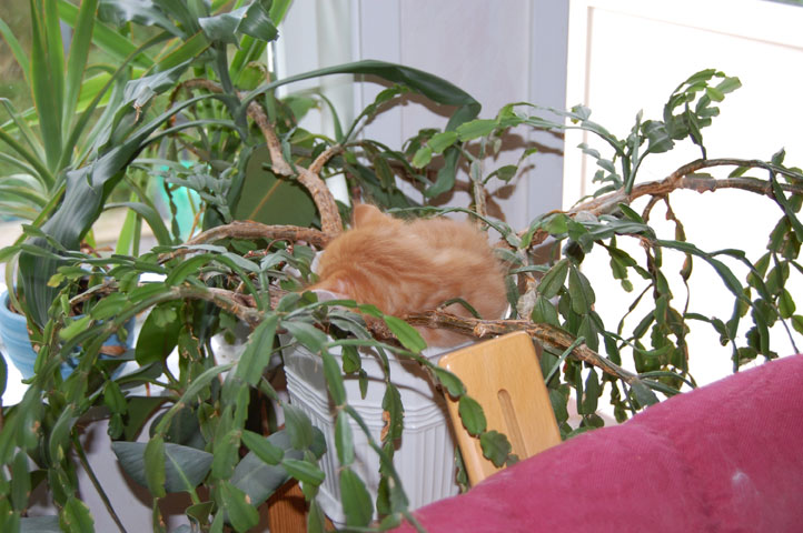 sibirisk kattunge