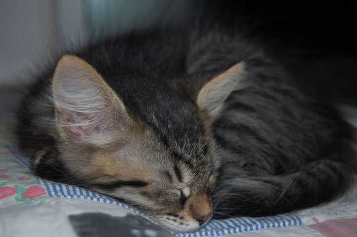 sibirisk kattunge
