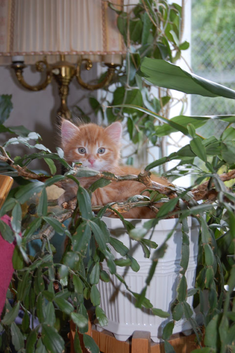 sibirisk kattunge