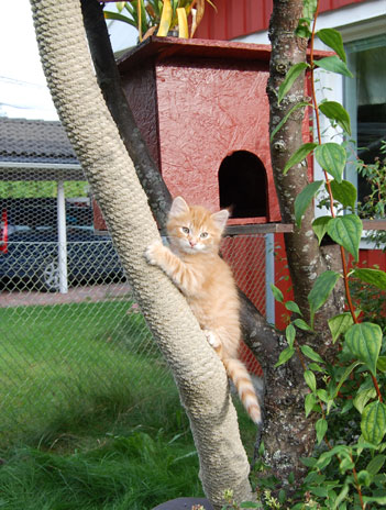 sibirisk kattunge