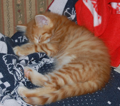 sibirisk kattunge