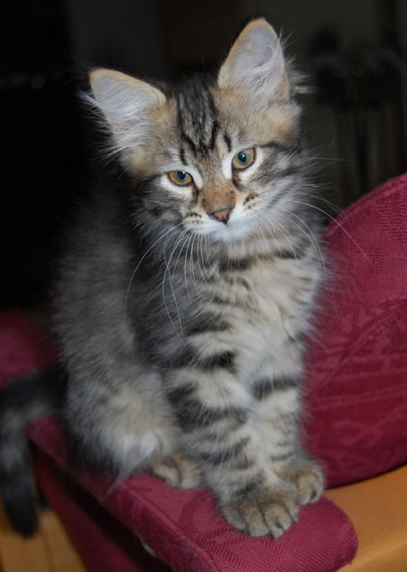 sibirisk kattunhge