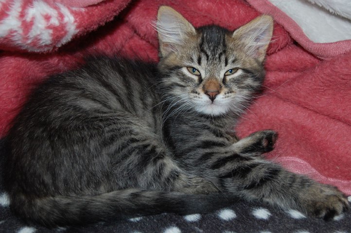 sibirisk kattunge