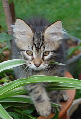 sibirisk kattunge