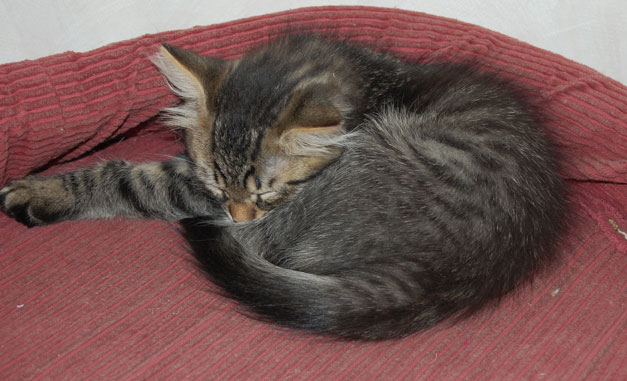 sibirisk kattunge