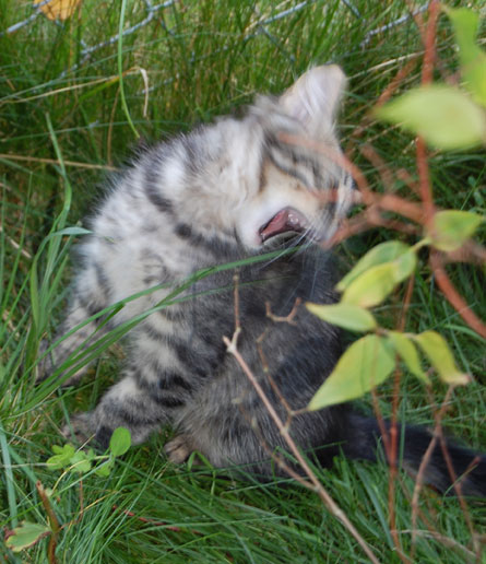 sibirisk kattunge