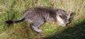 sibirisk kattunge