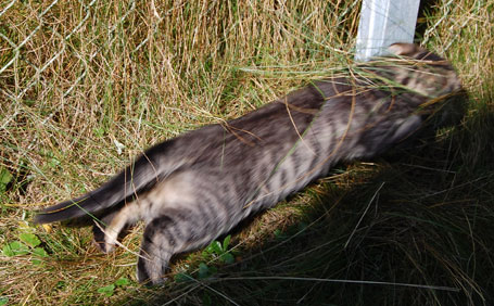 sibirisk kattunge