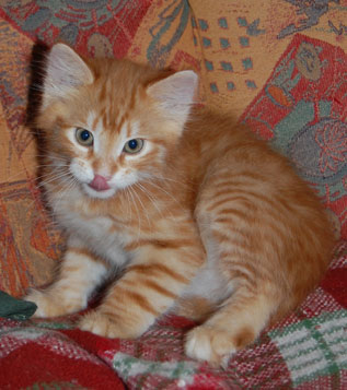 sibiririsk kattunge