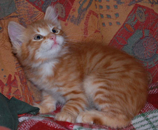 sibirisk kattunge