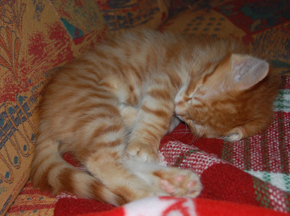 sibirisk kattunge