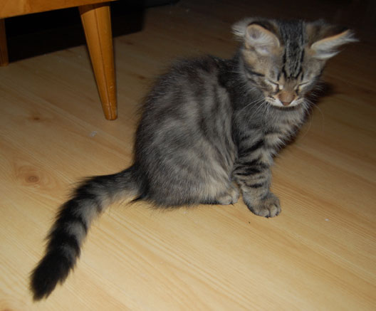 sibirisk kattunge