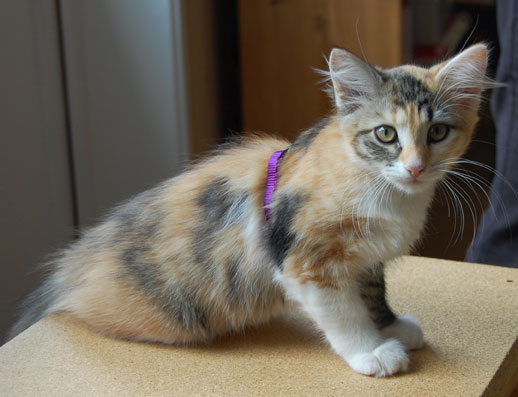 sibirisk kattunge
