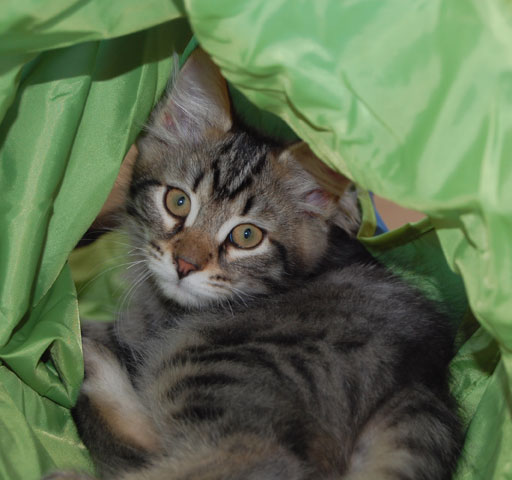 sibirisk kattunge