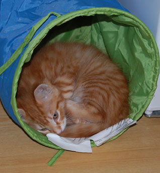 sibirisk kattunge