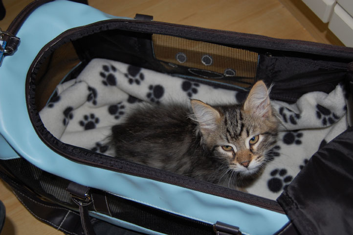 sibirisk kattunge