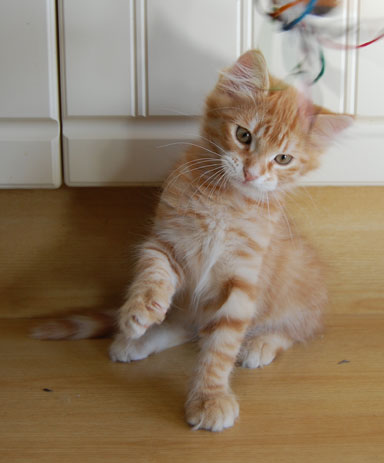 sibirisk kattunge
