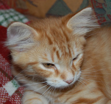 sibirisk kattunge