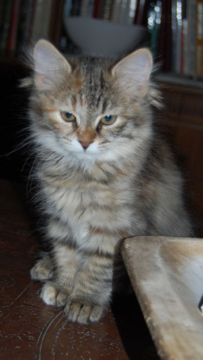 sibirisk kattunge