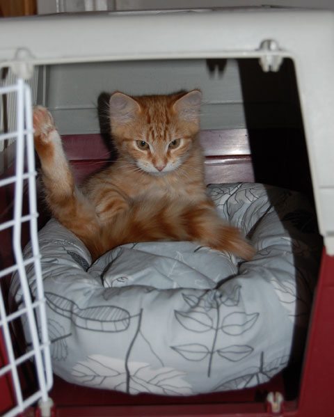 sibirisk kattunge