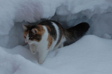 sibirisk katt