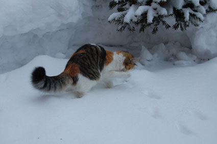 sibirisk katt