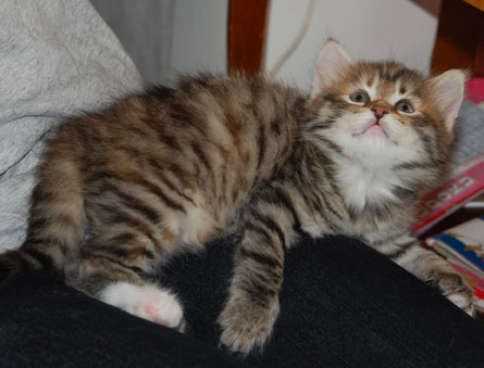 sibirisk kattunge