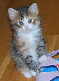 sibirisk kattunge