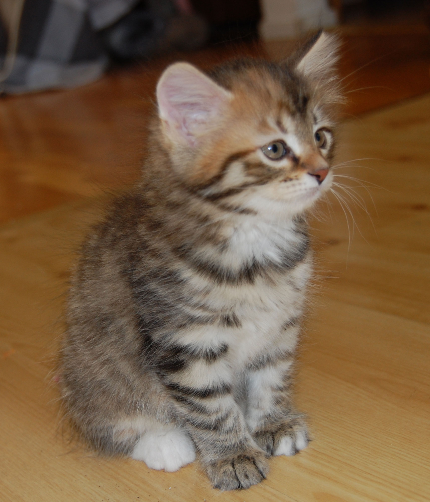 sibirisk kattunge