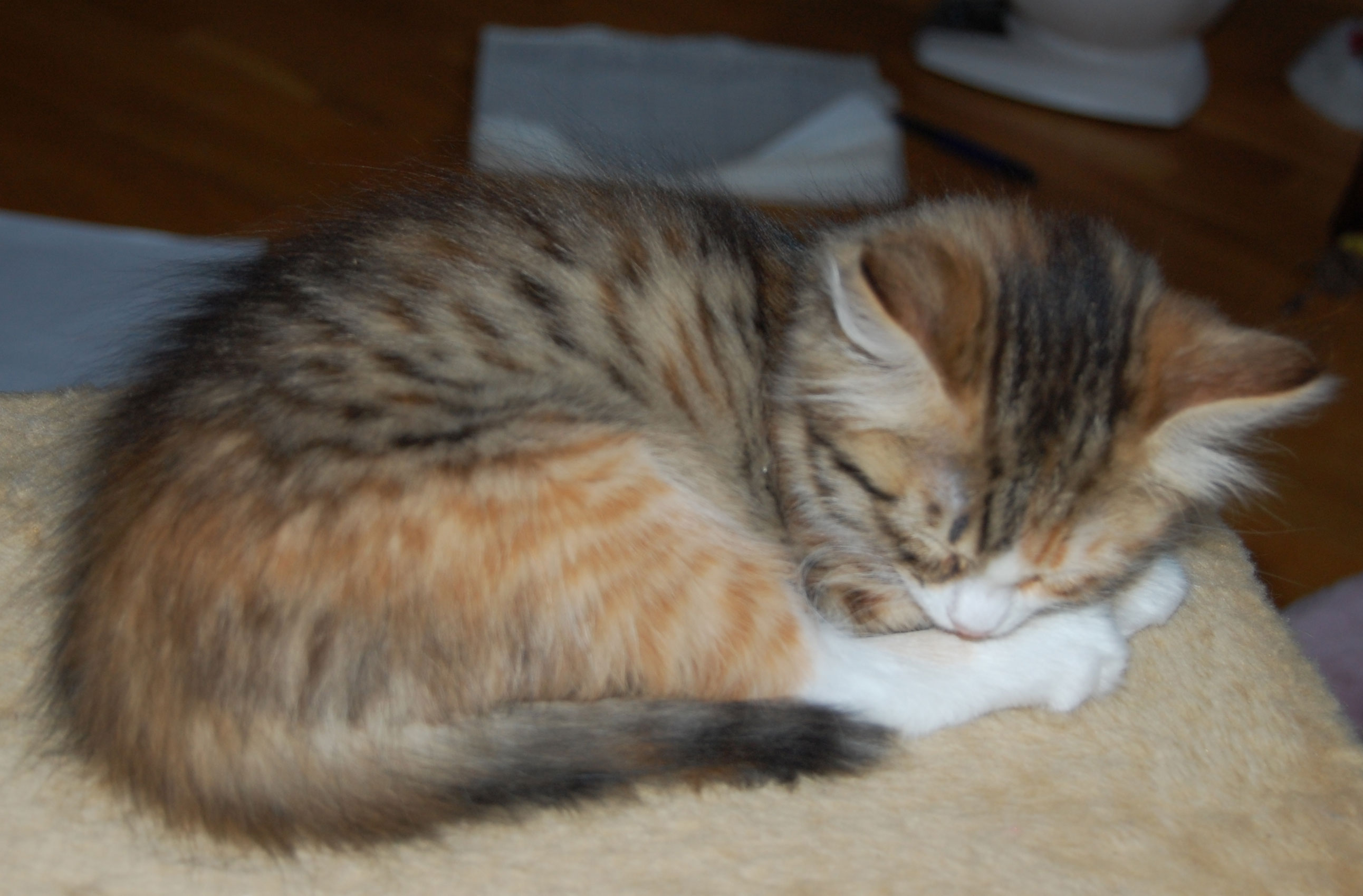 sibirisk kattunge