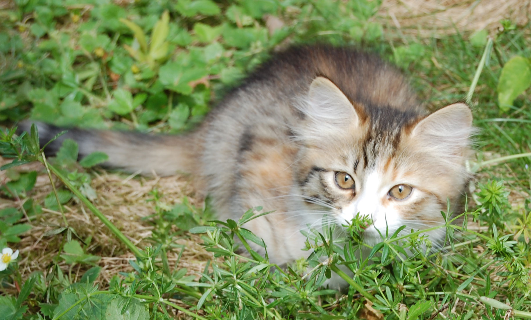 sibirisk kattunge