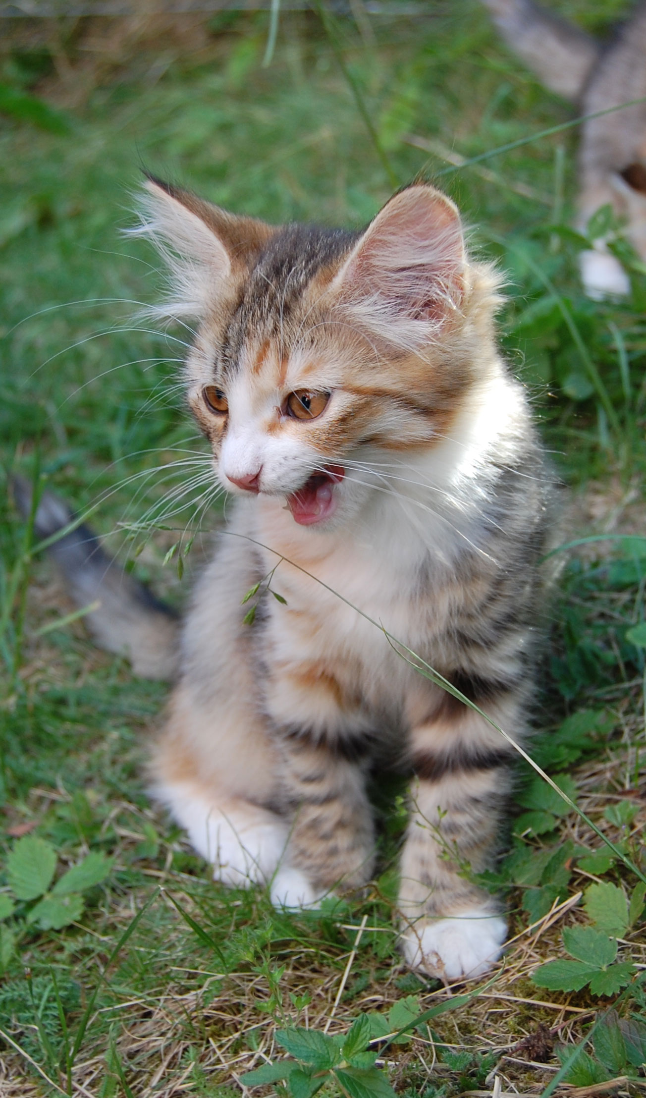 sibirisk kattunge