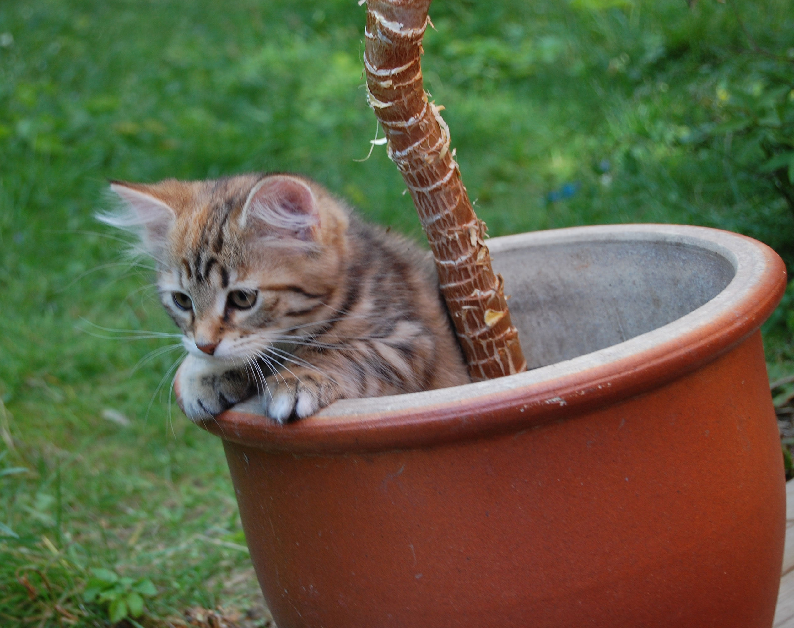 sibirisk kattunge