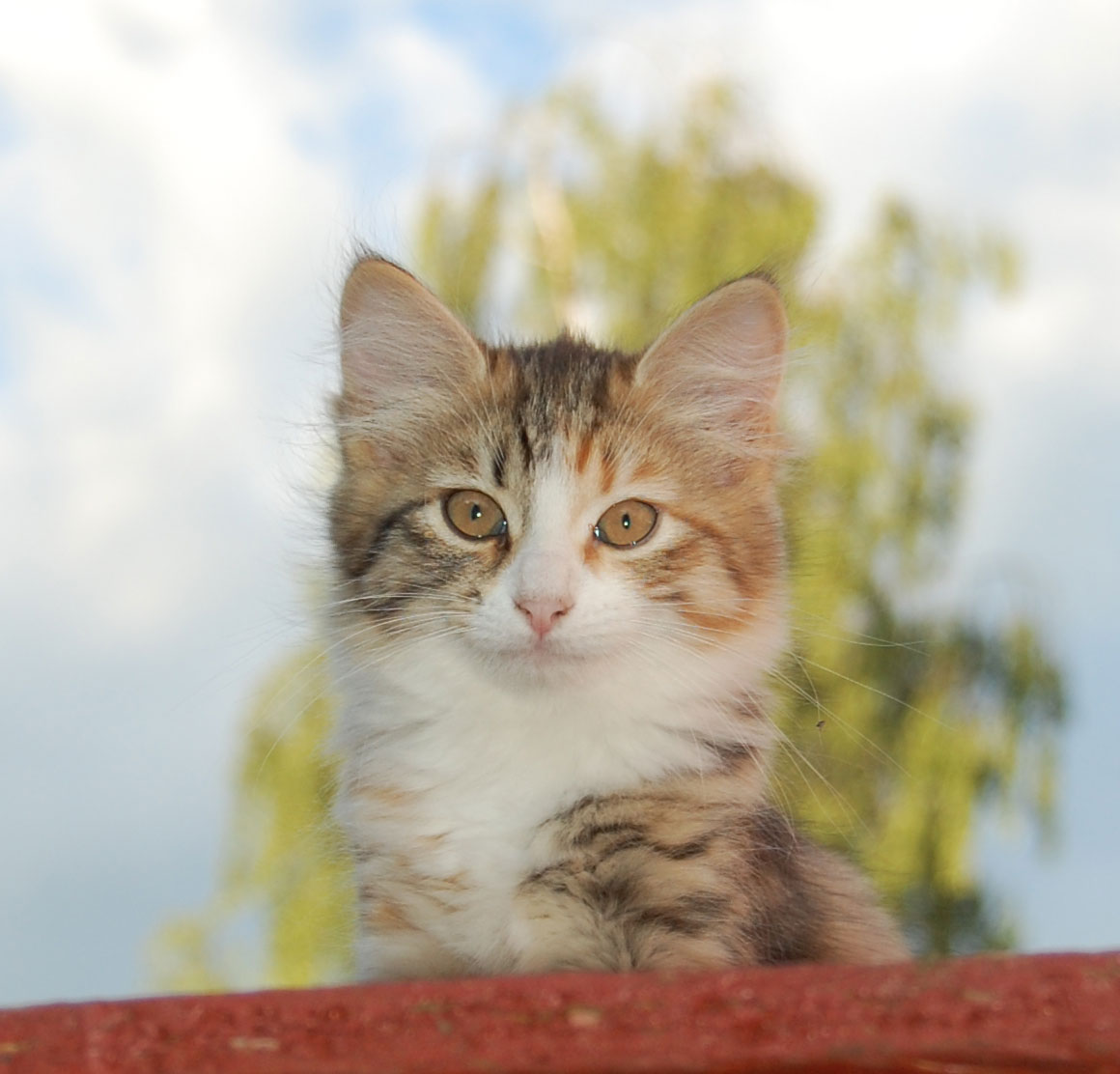 sibirisk kattunge