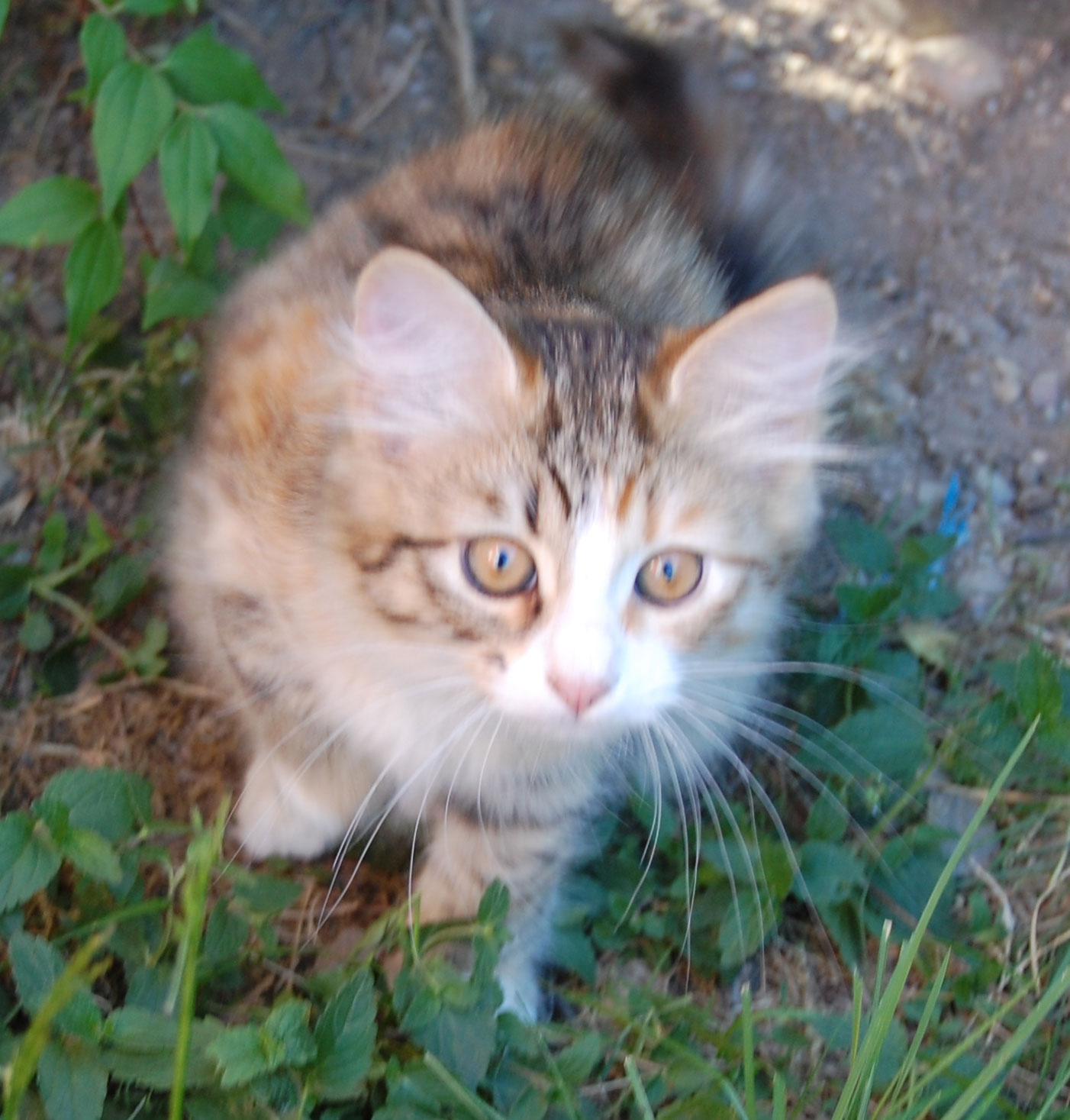 sibirisk kattunge
