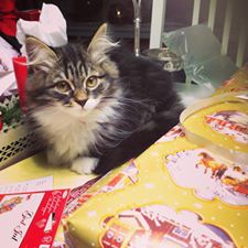 sibirisk kattunge Achilles