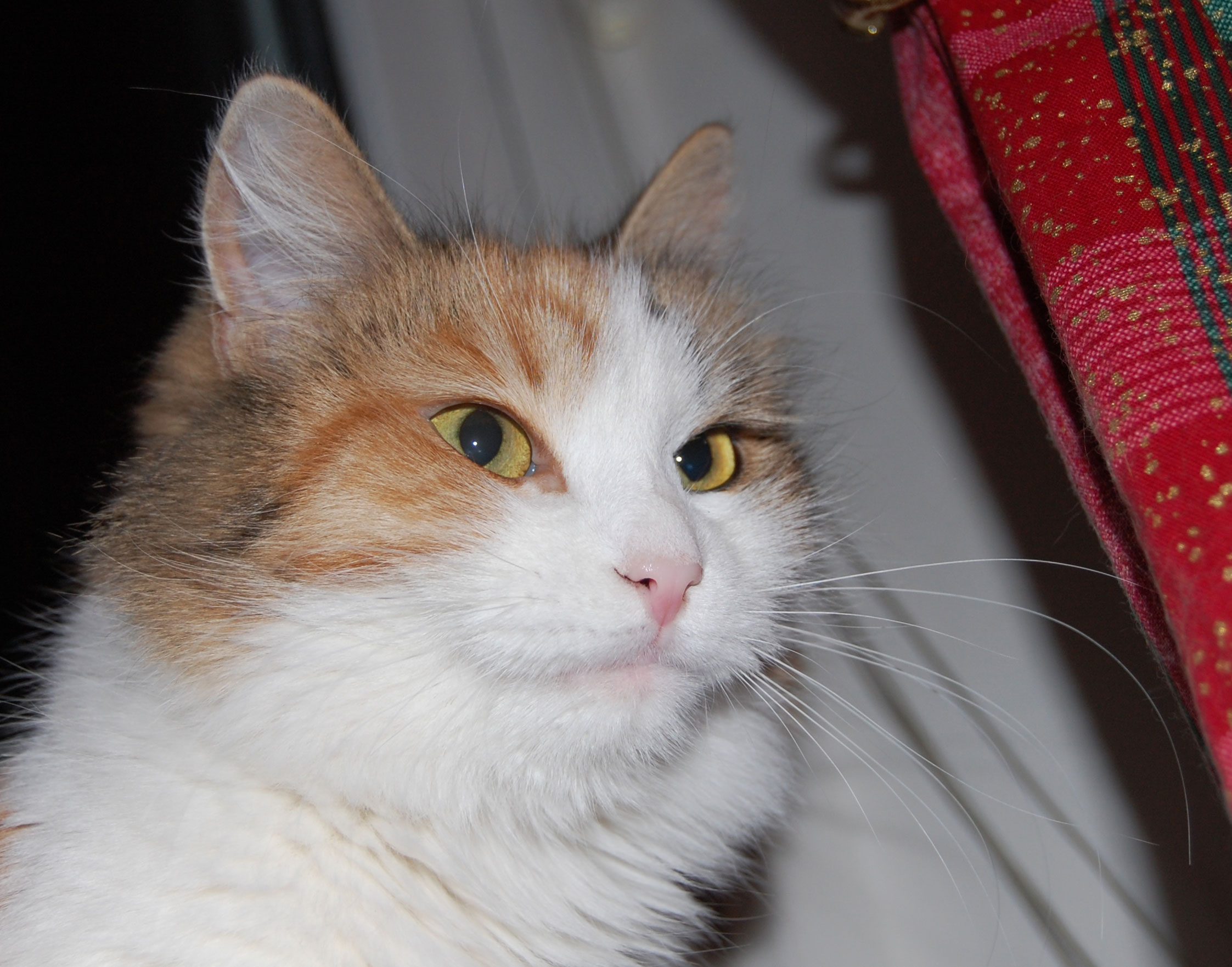 sibirisk katt Colbie