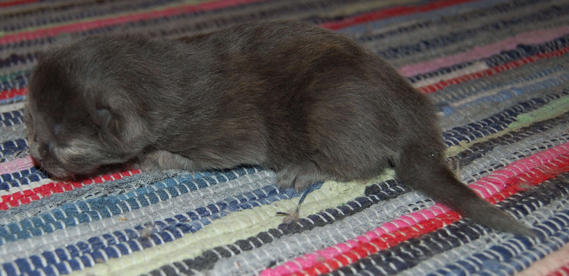 sibirisk kattunge