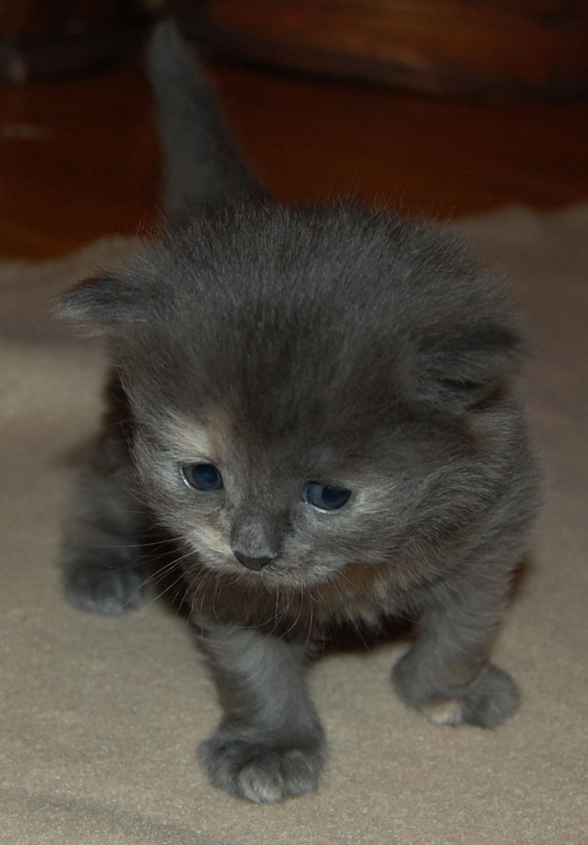 sibirisk katt
