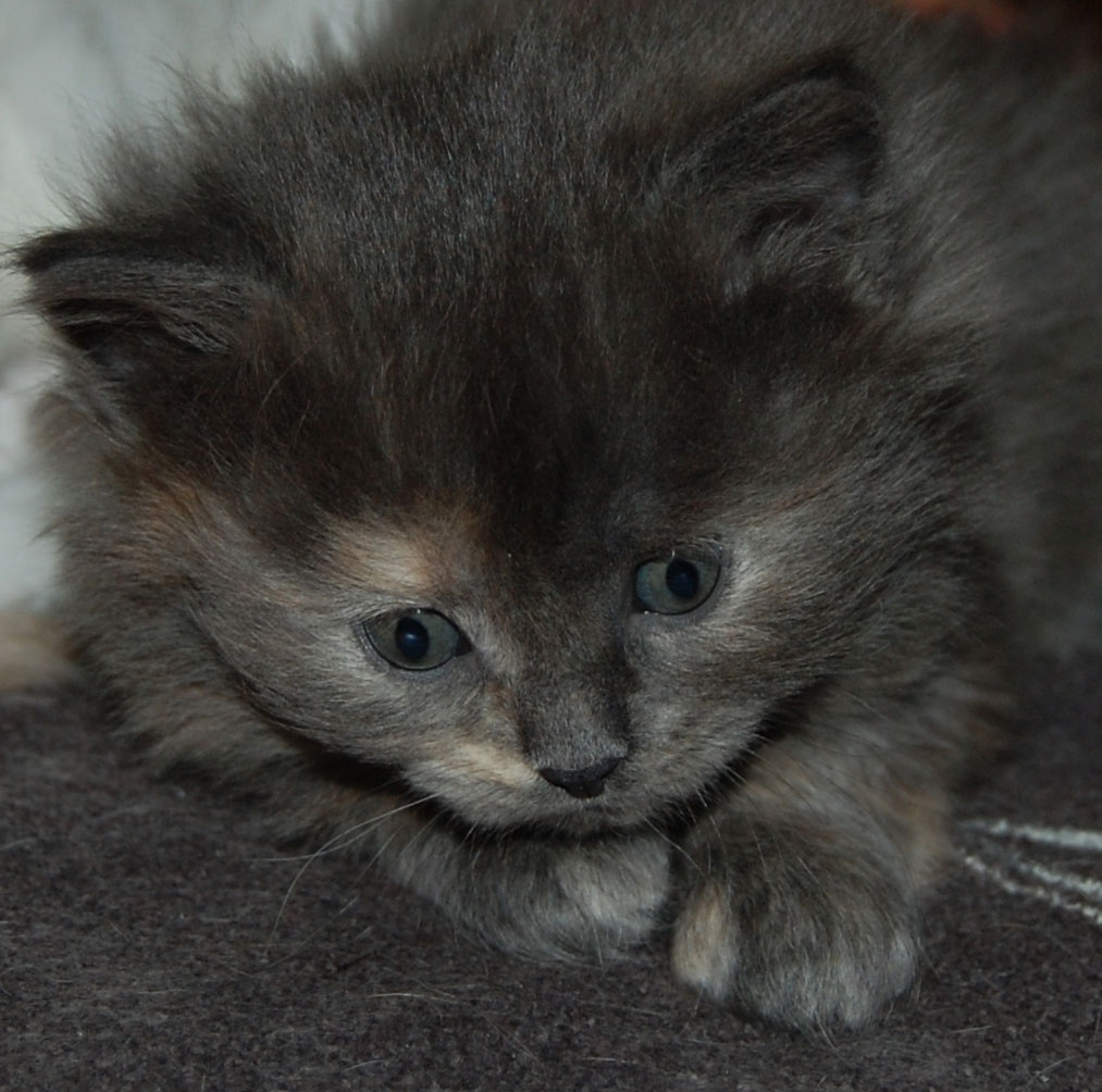 sibirisk katt