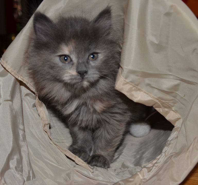 sibirisk kattunge