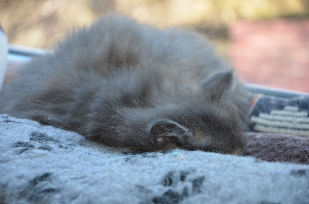 sibirisk kattunge