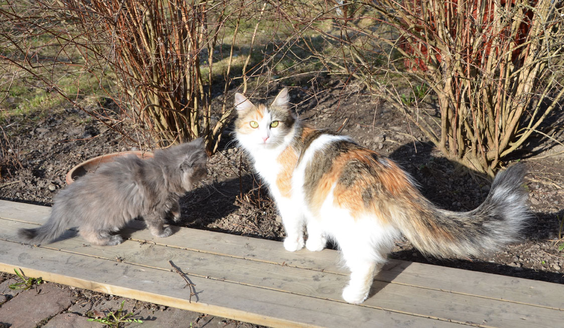 sibirisk kattunge