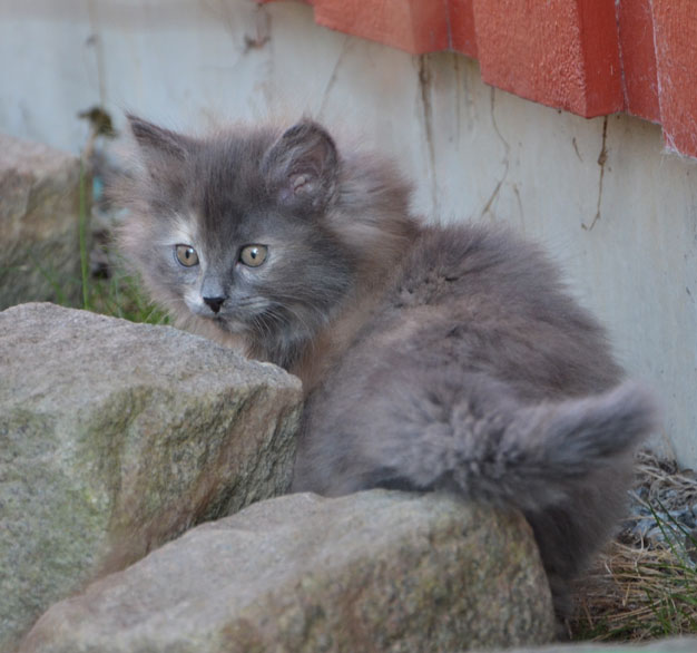 sibirisk kattunge