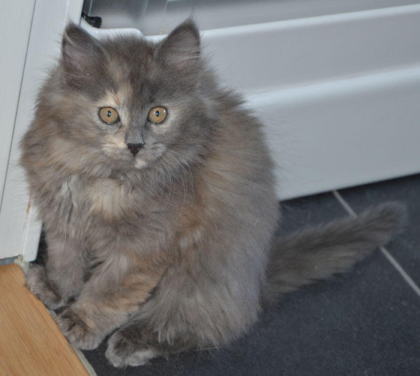 sibirisk kattunge